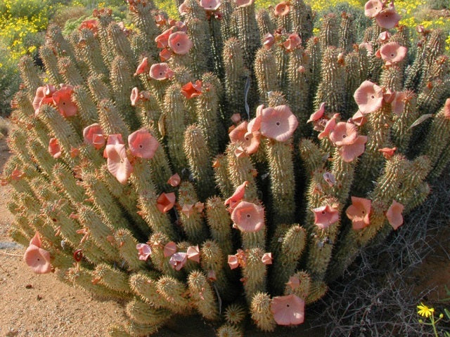 Hoodia Gordonii : avis, conseils, efficacité et effets secondaires