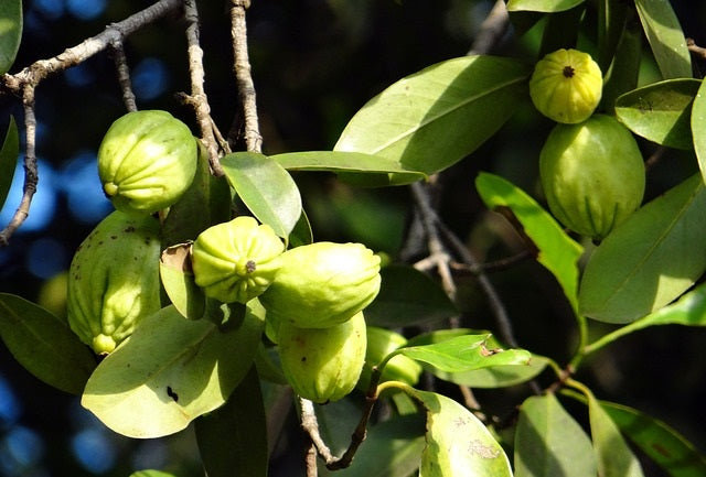 12 plantes brûle-graisse efficaces pour perdre ses kilos en trop